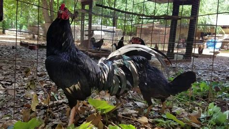black jap gamefowl|Black Jap trio .
